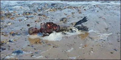 Le corps d'une sirène a été découvert sur une plage en Angleterre.