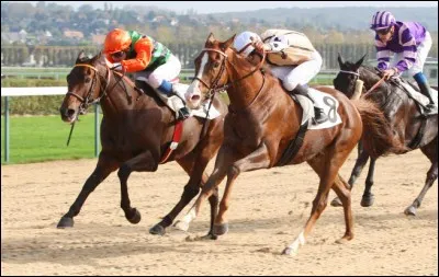Quelle est la race la plus rapide ?