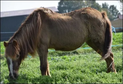 À quoi peut-on reconnaître l'âge d'un cheval ?