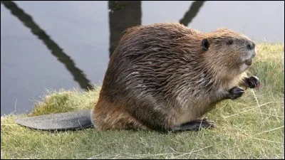 Combien y a-t-il de castors ?