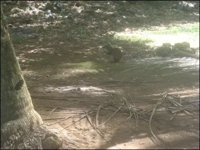 Photographié sur l'Ile Royale, en 2016, les bagnards Papillon et Dreyfus ont cotoyé ses ancêtres !