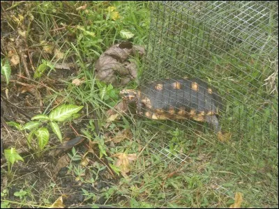 Cet animal, vous pourrez le voir aussi bien en Europe qu'en Amérique !