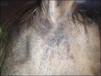 Une dernière colle et je vous laisse tranquilles, quel est cet animal ?