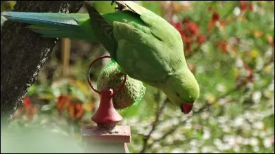 Photographié dans mon jardin du Val-de-Marne, cet oiseau que l'on voit maintenant un peu partout en Europe !