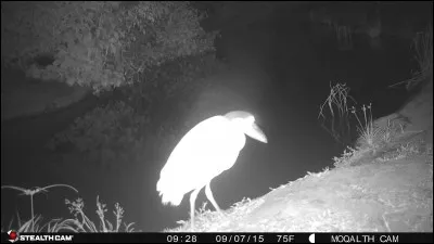 Photo prise en 2015, malgré son bec bizarre, cet oiseau fait partie de la grande famille des ...