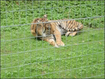 Si vous ne trouvez pas le nom de cet animal, c'est que votre cas est désespéré !