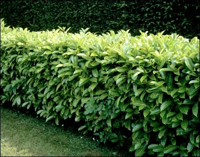 Si je vous dis « Rose ou cerise », vous répondez :