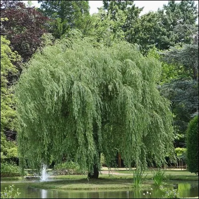 Quel est cet arbre originaire de Chine haut de 30 mètres qui aime les sols humides ?