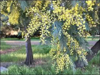 Quel est cet arbre originaire d'Australie haut de 30 mètres dans son pays qui fleurit en hiver et sent très bon ?
