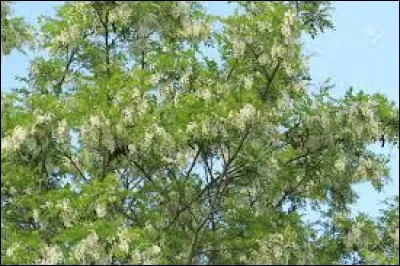 Quel est cet arbre originaire d'Amérique haut de 30 mètres aux fleurs blanches ou roses ?
