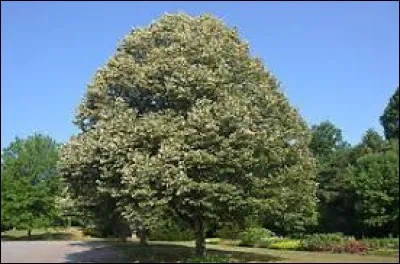 Quel est cet arbre originaire d'Asie haut de 35 mètres ? 
On fait des guitares avec son bois et des tisanes avec ses fleurs et ses feuilles.