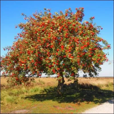 Quel est cet arbre originaire d'Europe haut de 15 mètres ? Ses fruits rouges apparaissent en juillet et sont très appréciés des oiseaux.