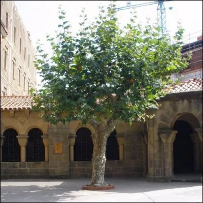 Quel est cet arbre d'ornement démodé originaire d'Europe et d'Amérique haut de 50 mètres, dont le bois craint les champignons et les insectes et dont l'écorce se régénère ?