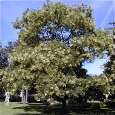 Quel est cet arbre originaire d'Asie haut de 25 mètres aux fleurs blanches mellifères ? En version pleureur il atteint 8 métres et est très décoratif.