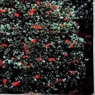 Quel est cet arbre originaire d'Europe haut de 20 mètres apprécié au nouvel an pour ses fruits rouges ?