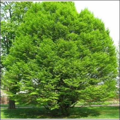 Quel est cet arbre d'Europe aux feuilles marcescentes haut de 10 mètres ?