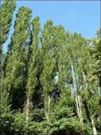 Quel est cet arbre originaire de l'hémisphère nord, haut de 40 mètres, au bois tendre et difficile à scier dont on fait des lattes, des contreplaqués, des boîtes à fromage, des emballages, des bourriches d'huîtres, des cagettes, des guitares et des allumettes ?