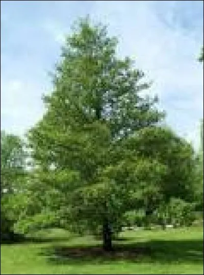 Quel est cet arbre originaire de l'hémisphère nord haut de 30 mètres, aimant l'humidité, au bois imputrescible dans l'eau dont on fait des pontons et des guitares ?