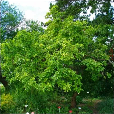 Quel est cet arbre originaire d'Amérique et du Caucase haut de 6 mètres et aux fruits comestibles ?