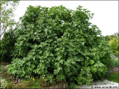 Quel est cet arbre originaire du bassin méditerranéen, haut de 3 à 10 mètres au port souvent buissonnant et aux fruits comestibles?