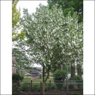 Quel est cet arbre originaire de Chine haut de 20 mètres et aux fruits comestibles ?