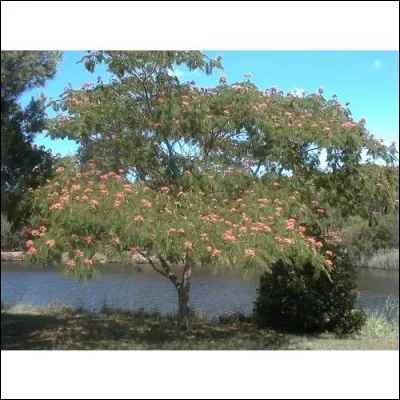 Quel est cet arbre originaire des tropiques haut de 6 à 12 mètres ?