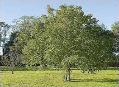 Quel est cet arbre originaire d'Eurasie, haut de 20 mètres et aux fruits comestibles dont on fait de l'huile ?