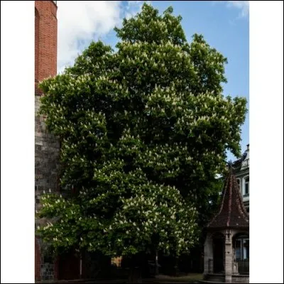 Quel est cet arbre de 3O mètres de haut qui produit des fruits non comestibles qui provoquent des bagarres pendant les récréations ?
Son bois est de mauvaise qualité.