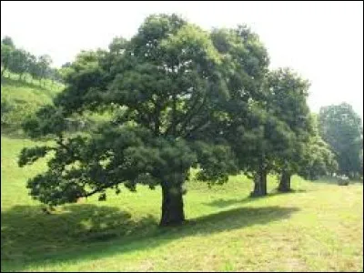 Quel est cet arbre de 3O mètres de haut très présent en Corse et en Ardèche qui produit des fruits comestibles ? Son bois est utilisé pour la charpente et le parquet.
