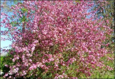Quel est cet arbre haut de 10 mètres offrant une magnifique floraison en avril aux fruits comestibles uniquement en compote?