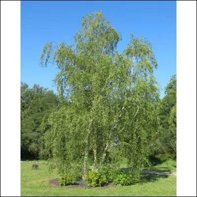 Quel est cet arbre originaire d'Europe haut de 30 mètres, à l'écorce blanche et noire très décorative et arbre national en Russie ?