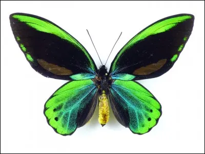 L'Ornithoptera allotei est le papillon le plus rare.