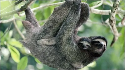 Le paresseux est l'animal le plus paresseux du monde.