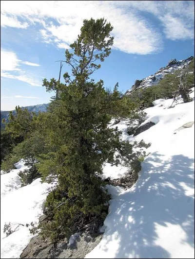 Ceci est un cyprès de la Cordillère.
