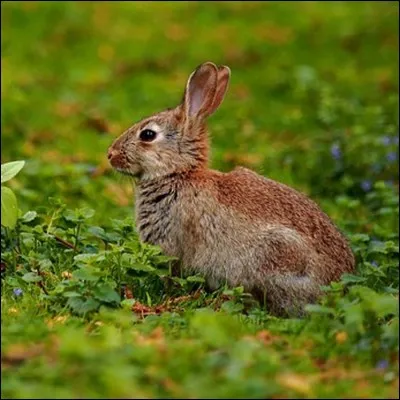 Le plus petit mammifère du monde, par apport à la taille, est le lapereau.