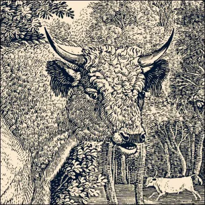 L'expression "Parler français comme une vache espagnole" n'a pas vraiment de rapport avec ce doux ruminant... (Gravure Thomas Bewick)