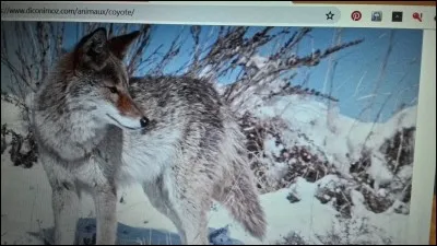 Le coyote est un :