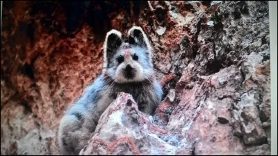 L'ili pika est un :
