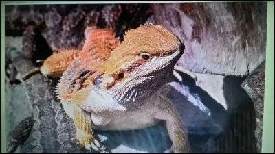 L'agame barbu est un :