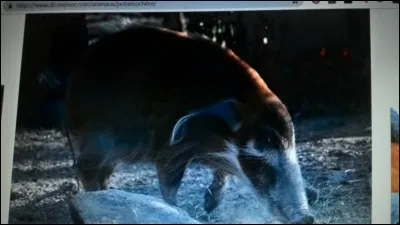 Le potamochère est un :