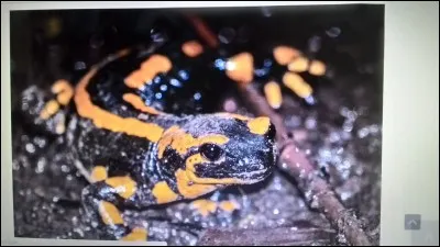 La salamandre rayée est une :