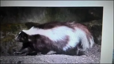 La mouffette est une :