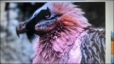 Le gypaète barbu est un :