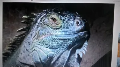 L'Iguane vert est un :