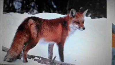 Le renard roux est un :