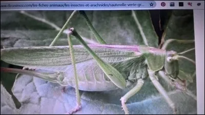 La grande sauterelle verte est une :
