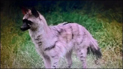 Le protèle est un :