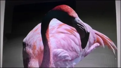 Le flamant rose est un :