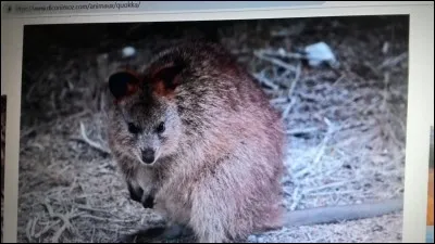 Le quokka est un :