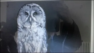 La chouette lapone est une :